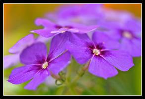 Wildflower Macro Workshop at Brookside Gardens