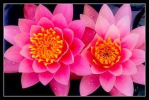 Lotus Blooms and Aquatic Gardens Photography Workshop