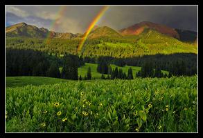 Wildflowers of Crested Butte, Colorado