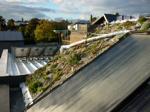 Brod Street's Green Roof