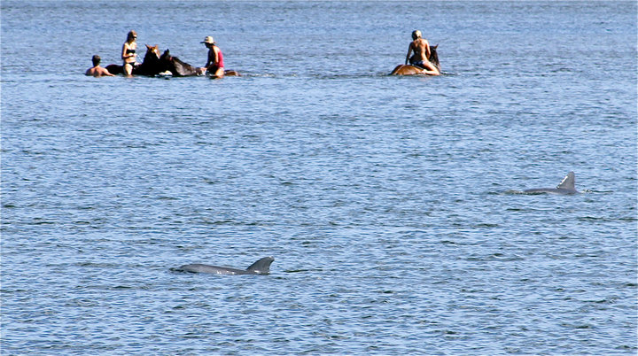 Bottlenose Dolphins swimming with horses.