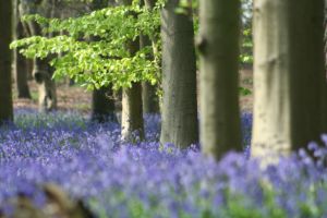 bluebell wood