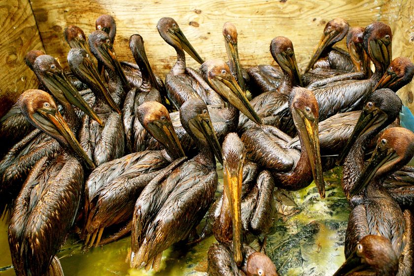 'An extremely urgent situation': oiled pelicans wait to be cleaned at a rescue centre in Louisiana (Reuters: Sean Gardner)