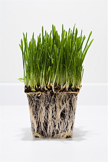 Grass Roots!