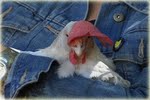Chicken Rancher