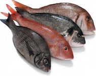 Fresh Sydney fish