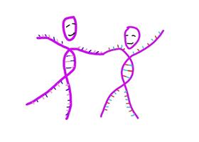 Jewish Genetic Disease Student Screening