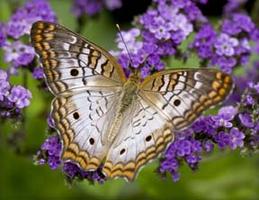 Brookside Gardens, Wheaton, Md - Flowers and Butterflies