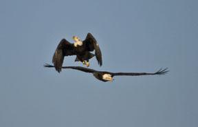 Conowingo Dam, Harve de Grace, Md - Bald Eagle Gathering