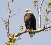 Bald Eagles at Conowingo Dam, Md.