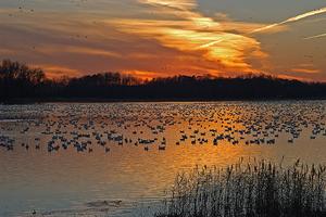 Bombay Hook, Delaware - Snow Geese Safari