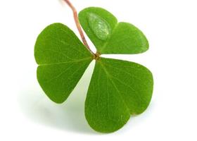 Weekend Green Education & Business Development Forums