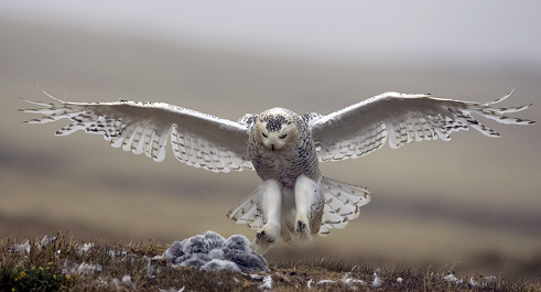 Snowy Female Owl
