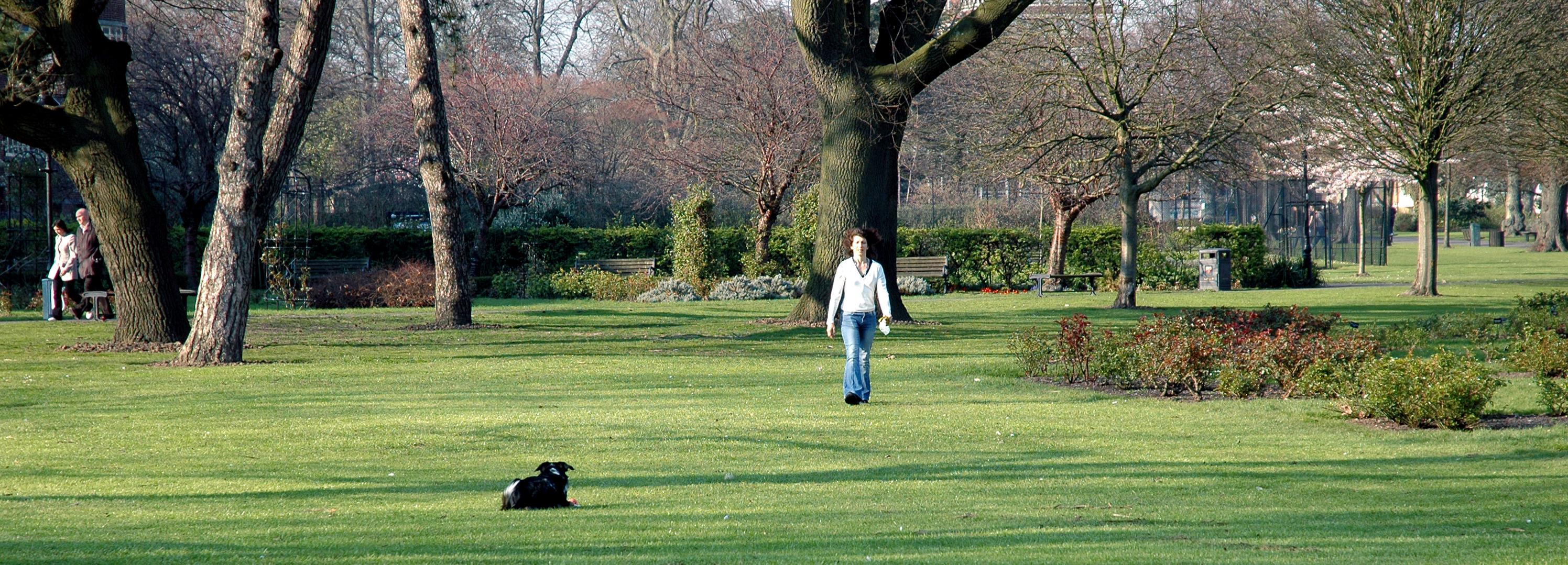 Dog in park