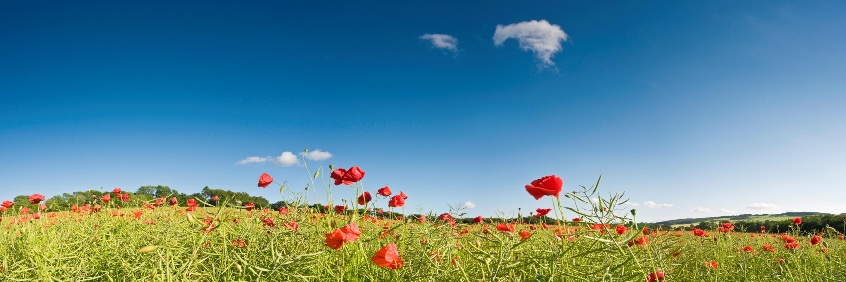 Poppy field