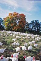 Local , Free-Range, Zabiha Turkeys