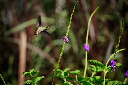 hummingbird