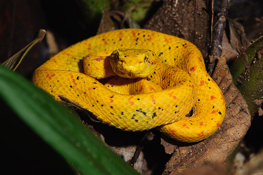 eyelash pit viper