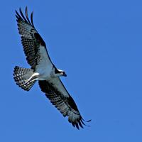 Osprey Cruise 2008