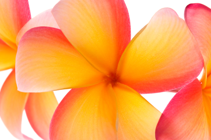 Women's Bali Retreat Frangipani