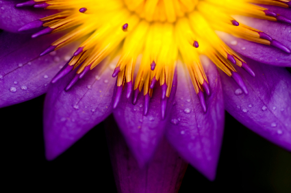 Basking in Beauty Radiant Flower