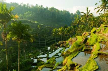 Rice Fields Bali Women's Bali Retreat Rice Fields