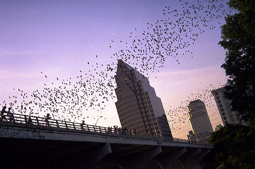 Congress Bridge Bats Congress Bridge Bats