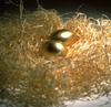 MIDAS THINKING: How to Go for the Gold & Get It! Four-Week...