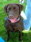 Choc Lab