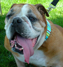 bulldog