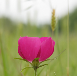Macro