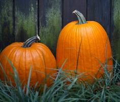 Hamilton's Halloween Evening