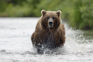 Bear Fishing Bear Fishing