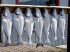 Halibut Catch Halibut Catch