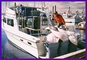 Halibut Hunter Charter Boat HalibutHunter