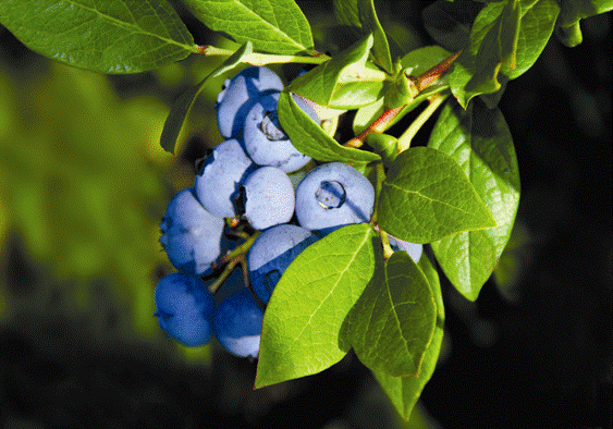 Blueberries