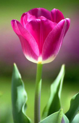 tulip