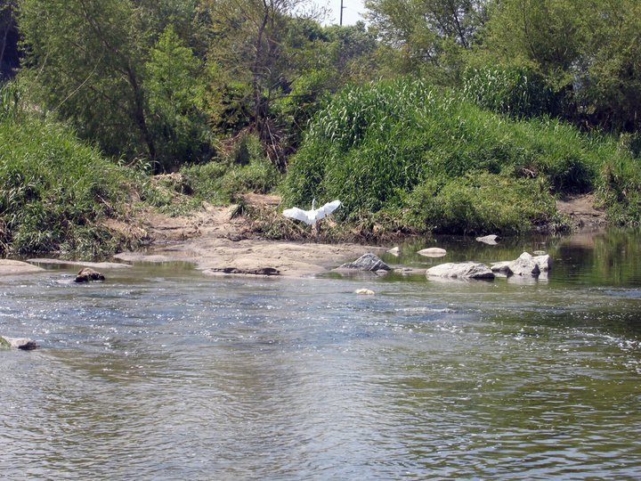 A snowy egret on the LA River - Photo by HiddenLA fan Kinga Dorosz