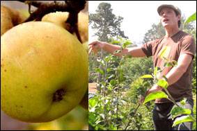 The Urban Apple Orchard
