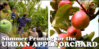 Summer Pruning