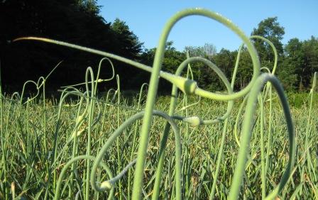 garlic scapes