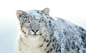 Boosting Productivity with Mac OS X Snow Leopard