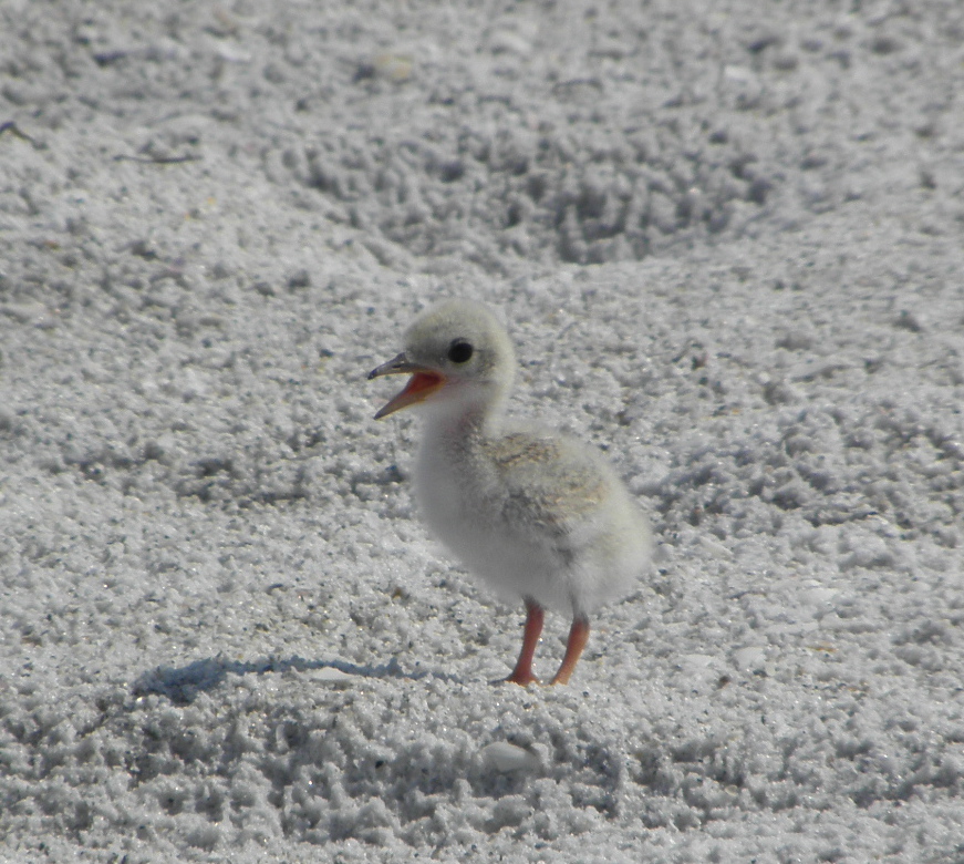 Baby Least Tern