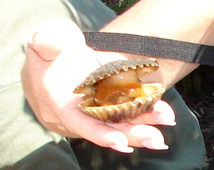 scallop2009 hand holding bay scallop