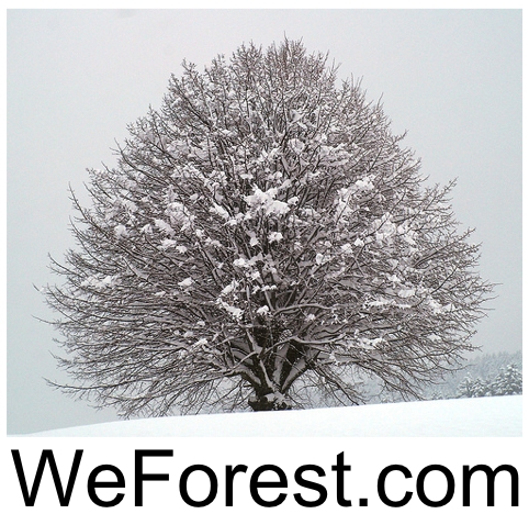 We Forest