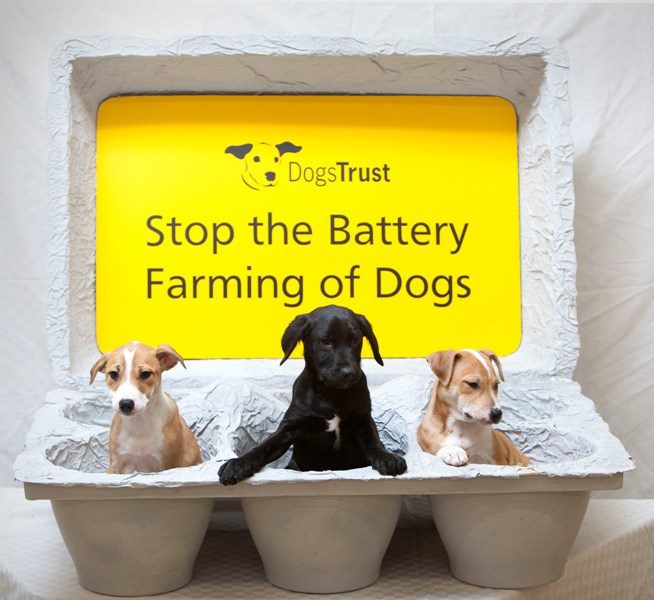 Dogs Trust