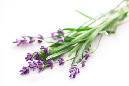natural
beauty care Lavender