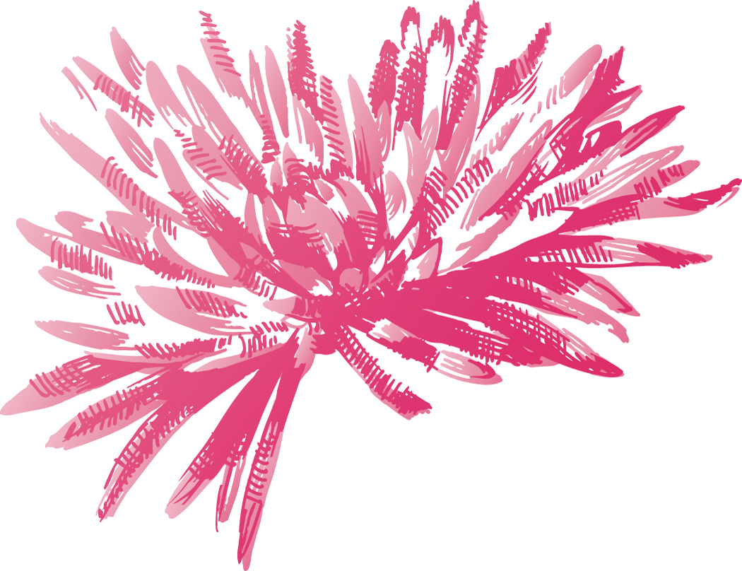 Pink Flower