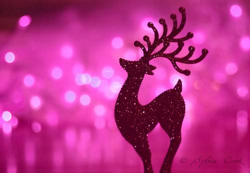 pink reindeer pink reindeer