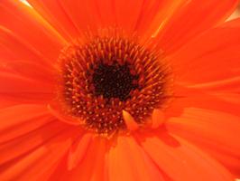 Scientific Research in Homeopathy